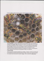 /album/acacia-la-formula-8-3/imagen-5-jpg1/